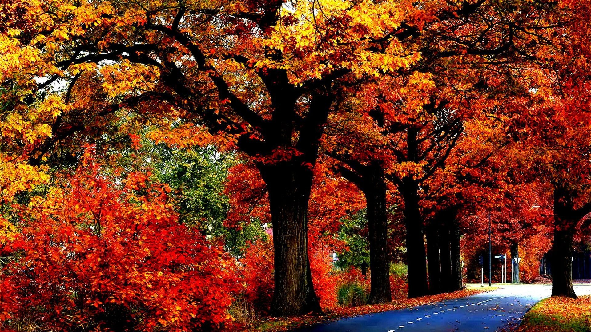 1920x1080, Tree Leaves Autumn Fall Nature Landscape - Fall Hd Wallpapers 1080p - HD Wallpaper 