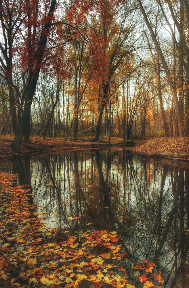 Beautiful Autumn Leaves And Pond - Moody Autumn - 657x1003 Wallpaper -  