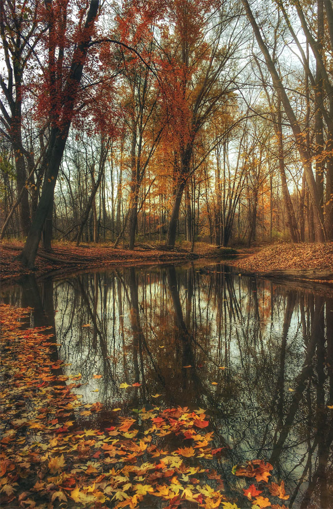 Beautiful Autumn Leaves And Pond - Moody Autumn - HD Wallpaper 