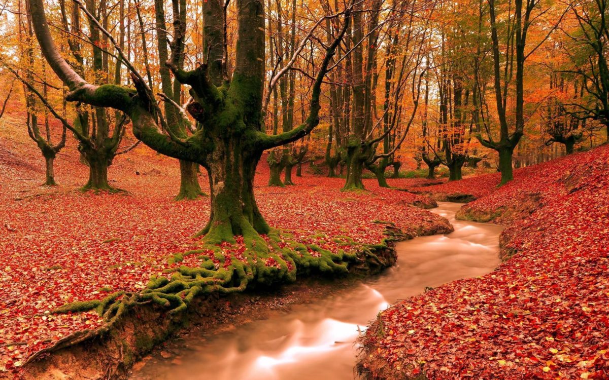 Red Forest Fall Season Hd Free Wallpapers Backgrounds - High Quality Images Hd - HD Wallpaper 