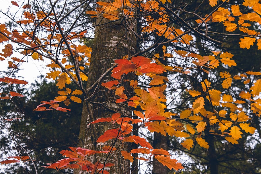 Autumn, Fall, Nature, Foliage, Lumberjack, Colors, - Maple Leaf - HD Wallpaper 