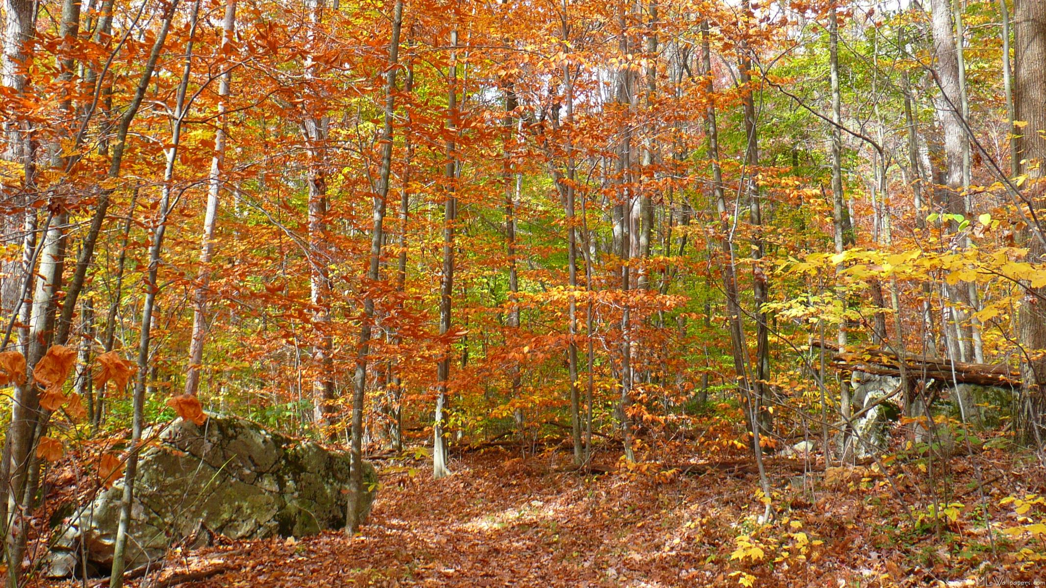 Sunlight Dappled Fall Trail - Autumn - HD Wallpaper 
