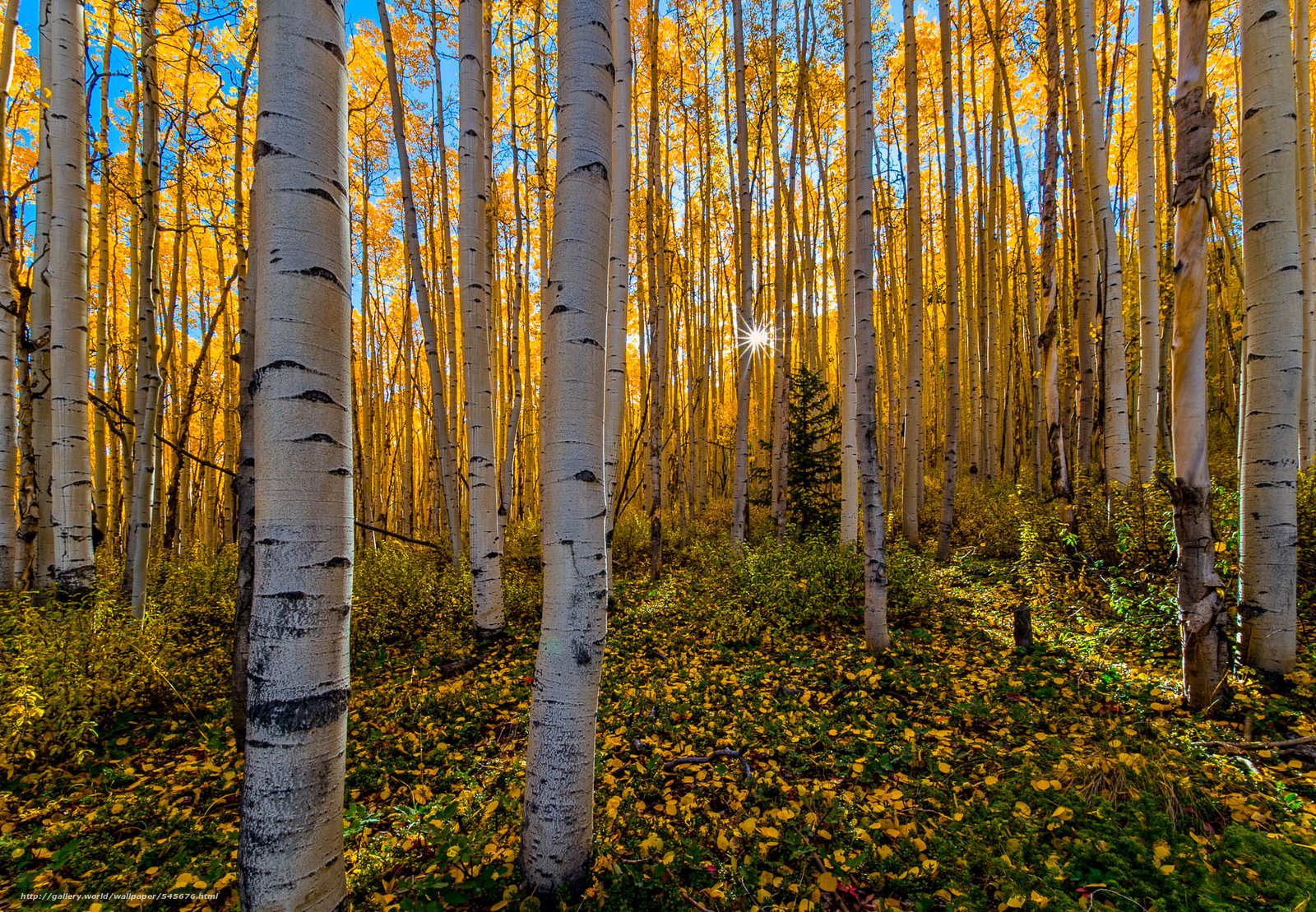 Download Wallpaper Autumn, Fall Color, Forest, Colorado - High Resolution Beautiful Background - HD Wallpaper 