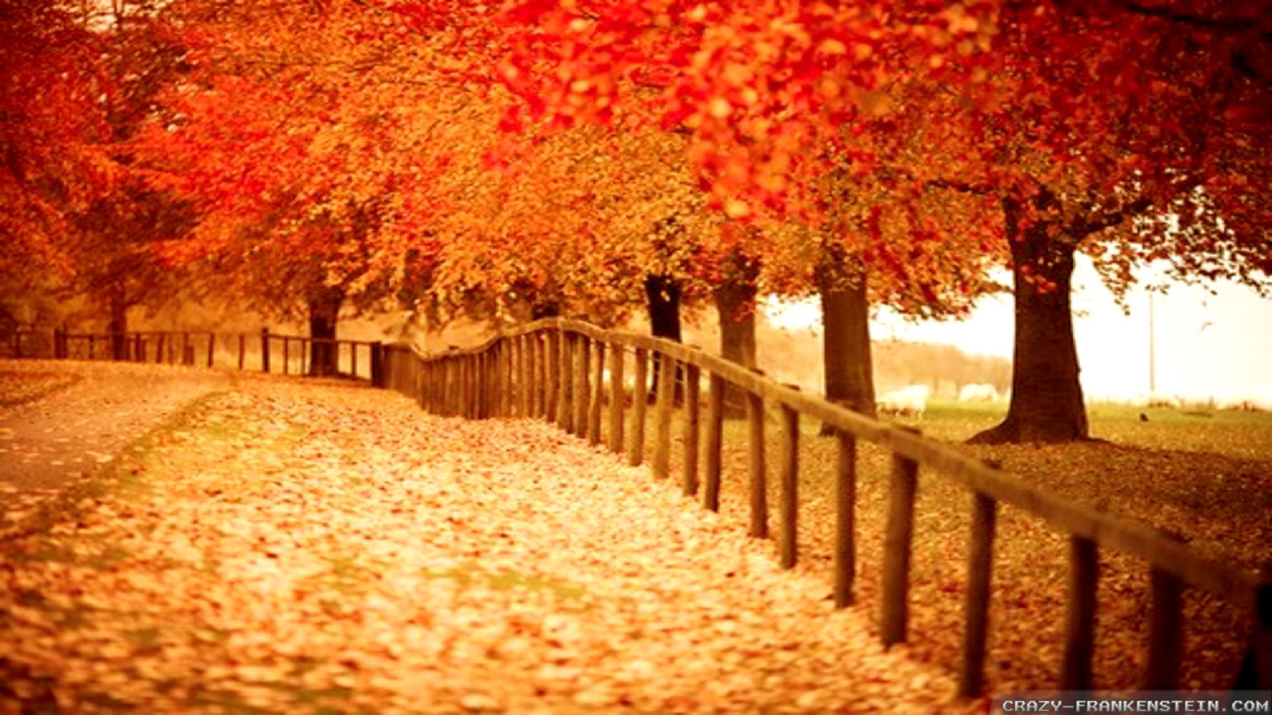 Autumn Wallpaper - HD Wallpaper 