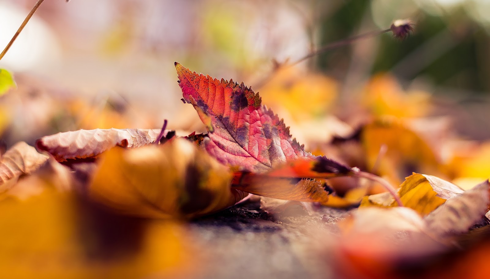 Autumn Leaves, Colors, Macro Photography, Desktop, - Macro Photography Autumn Leaves - HD Wallpaper 