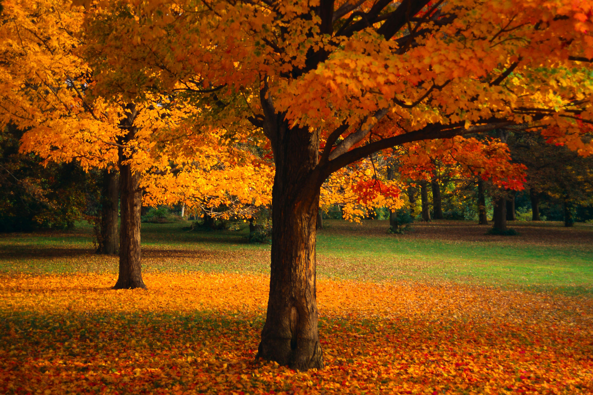 Hd Wallpaper Nature Fall - HD Wallpaper 
