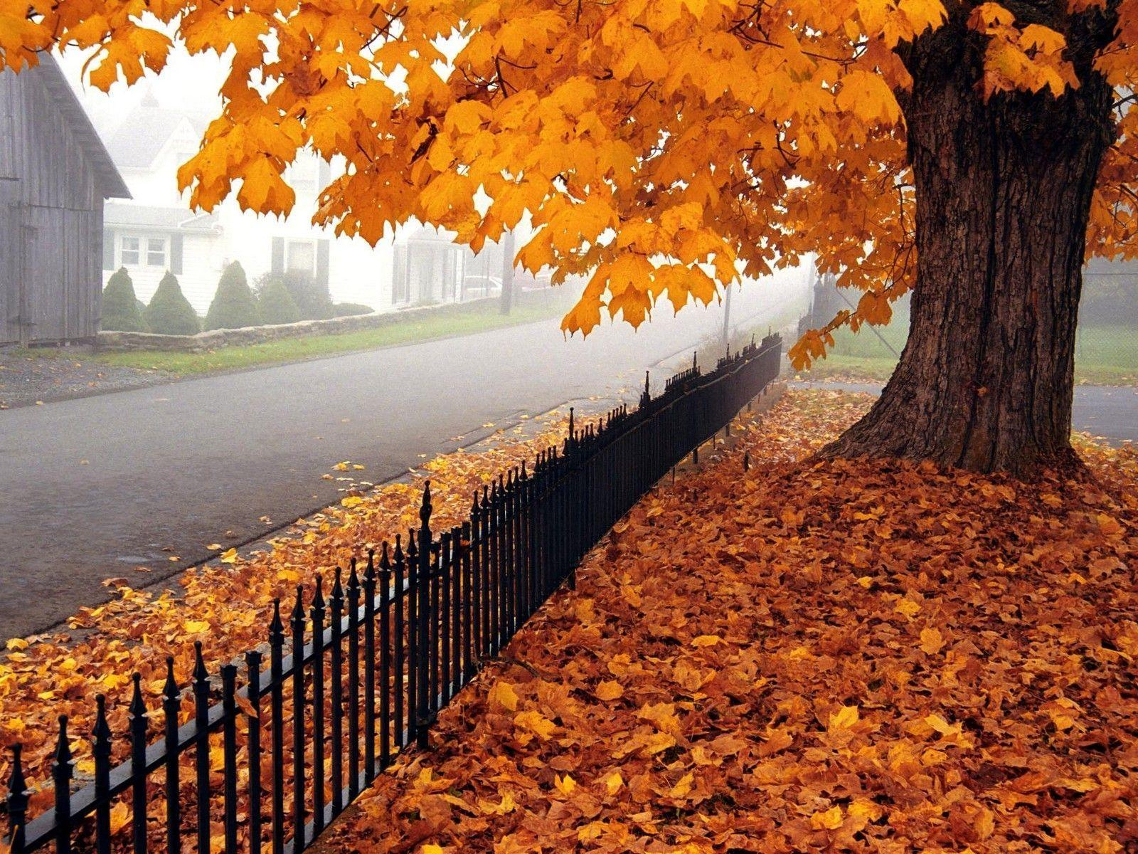 Beautiful Autumn - Nature Full Screen Wallpaper Hd - 1440x1080