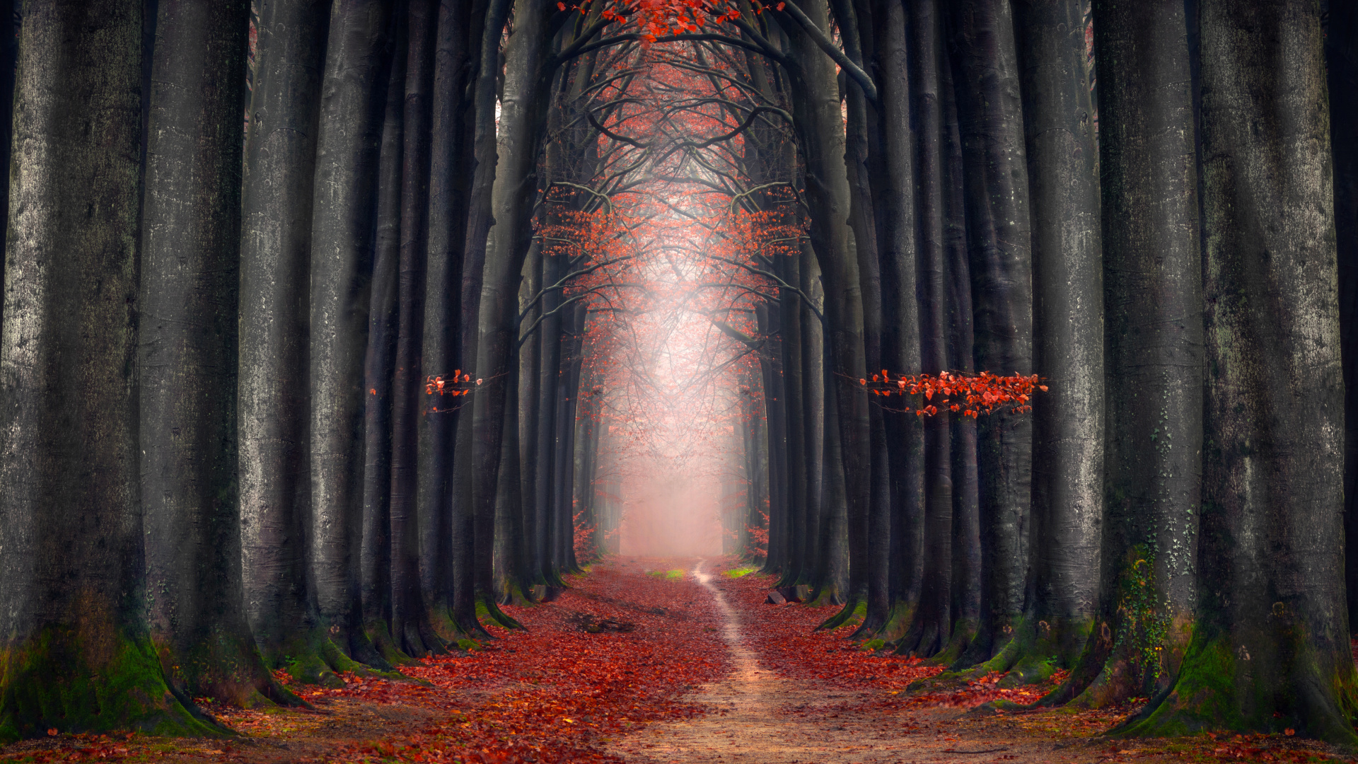 Forest Way - HD Wallpaper 