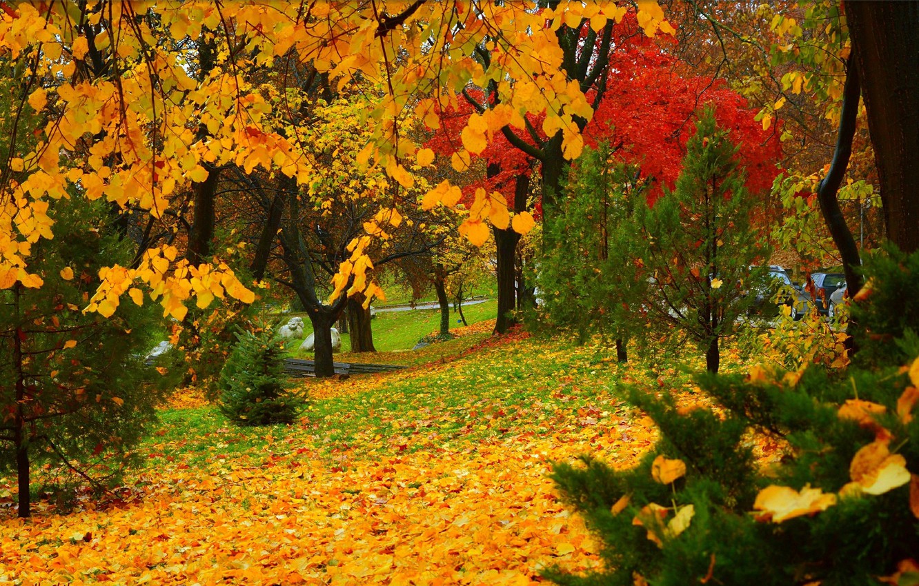 Photo Wallpaper Autumn, Trees, Park, Fall, Foliage, - Autumn - HD Wallpaper 
