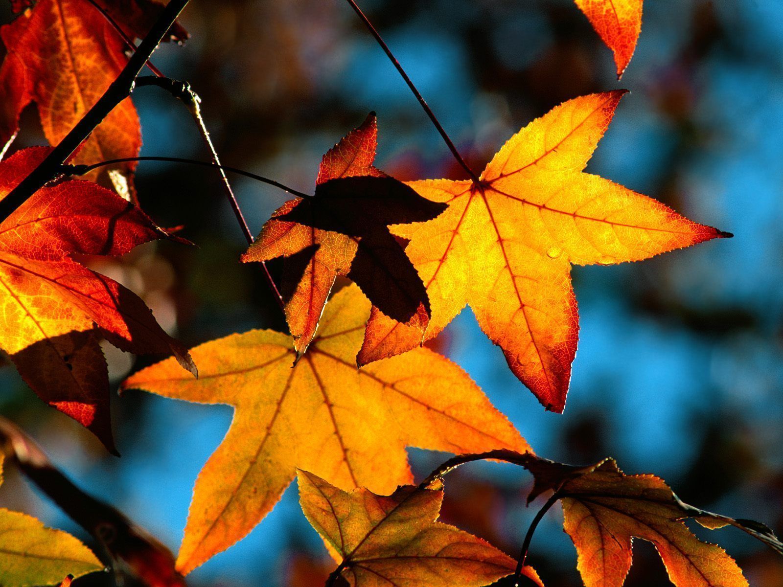 Beautiful Fall Wallpapers High Resolution - Autumn Leaves - 1600x1200  Wallpaper 