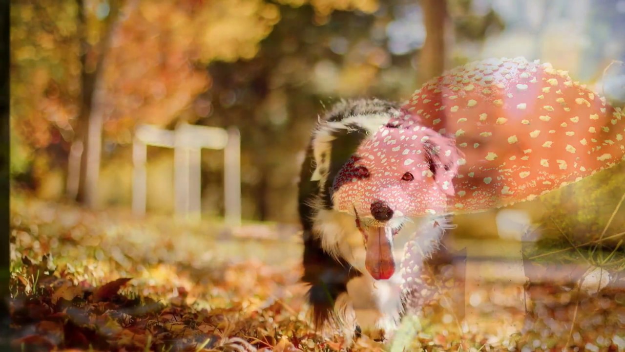 First Day Of Fall Pet - HD Wallpaper 