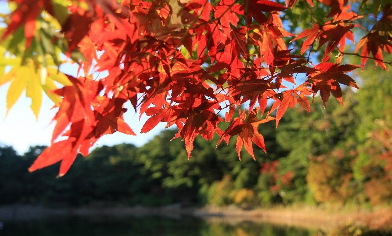 Travel Japan Beautiful Fall Scenery In Rokkosan Scenery - Japan Autumn - HD Wallpaper 