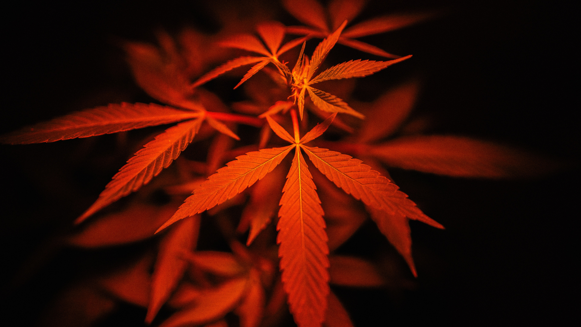 Red Cannabis - 1920x1080 Wallpaper - teahub.io