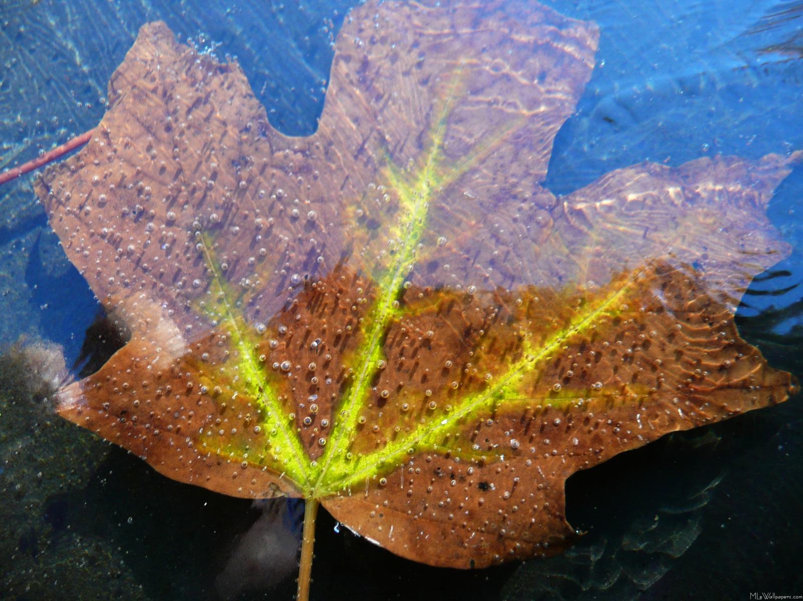 Frozen Fall Maple Leaf - Macro Photography - HD Wallpaper 