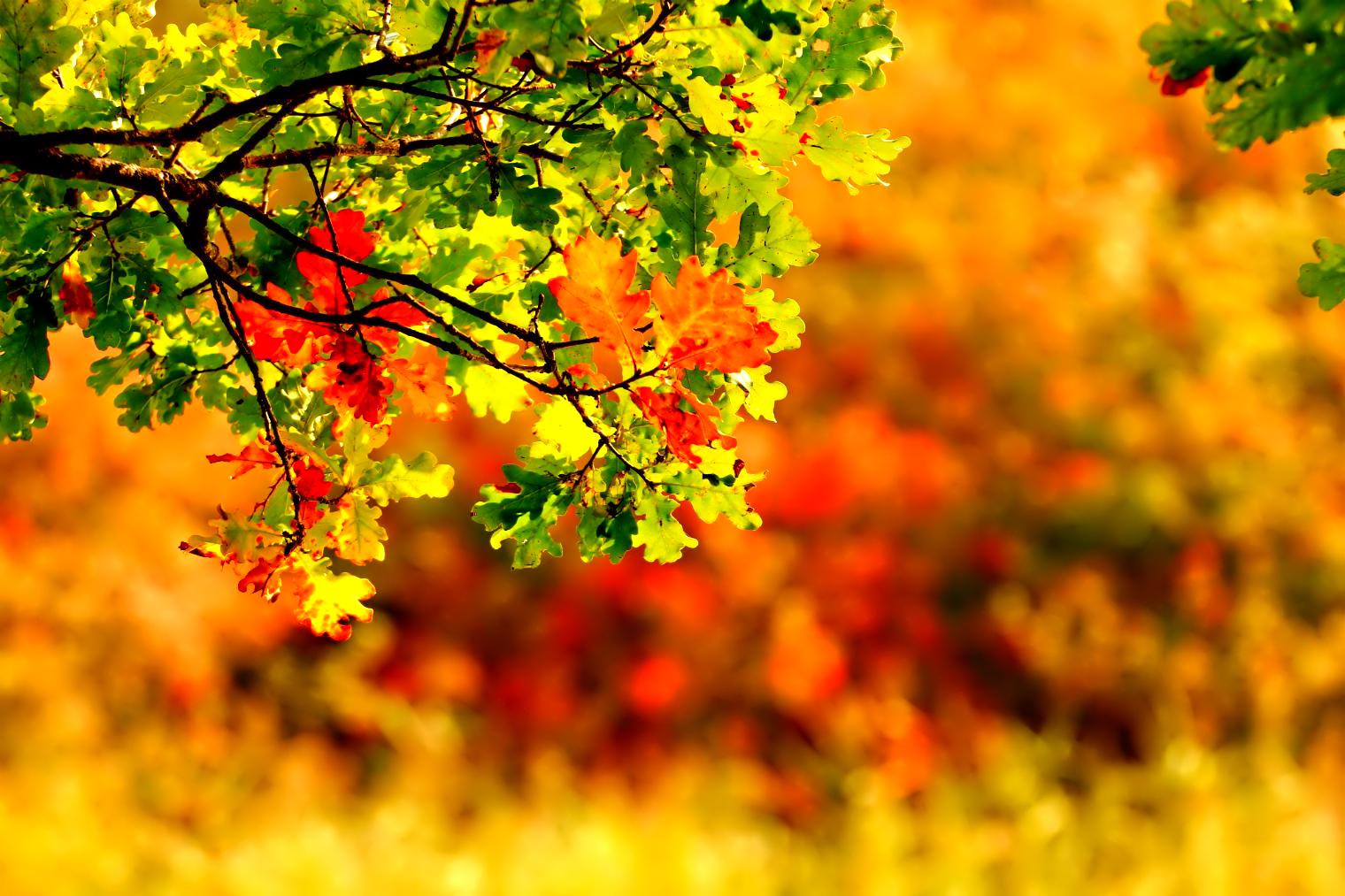 September Wallpapers High Quality - September Backgrounds - HD Wallpaper 