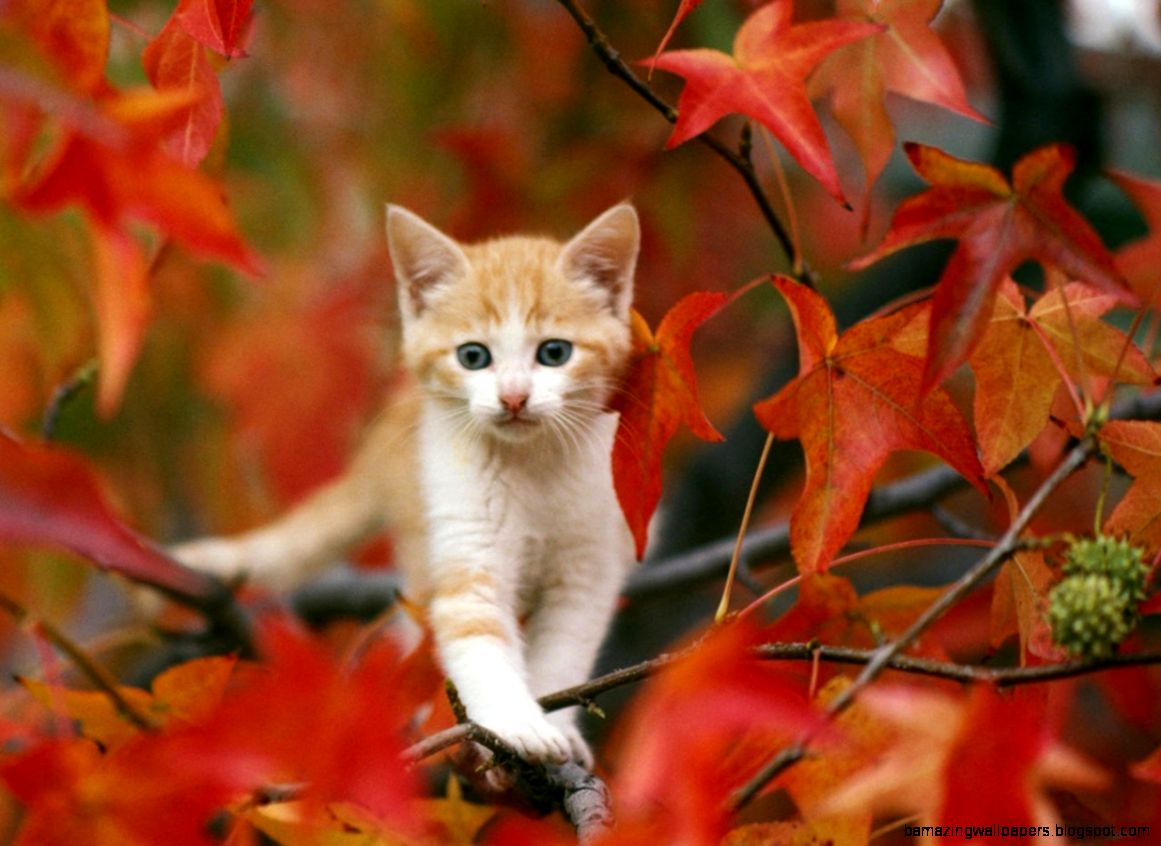 Pretty Cat Picture Running In Fall Leaves Hd Wallpapers - Cat Running Through Leaves - HD Wallpaper 