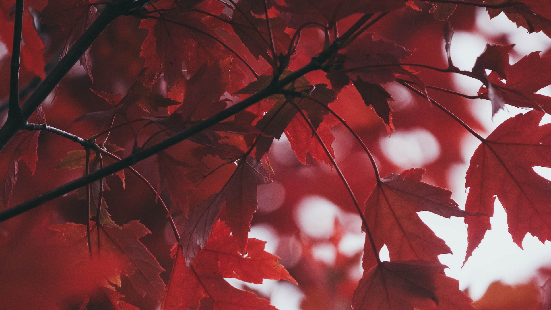 Wallpaper Leaves, Autumn, Red, Blur - Iphone 11 Wallpaper Red - HD Wallpaper 