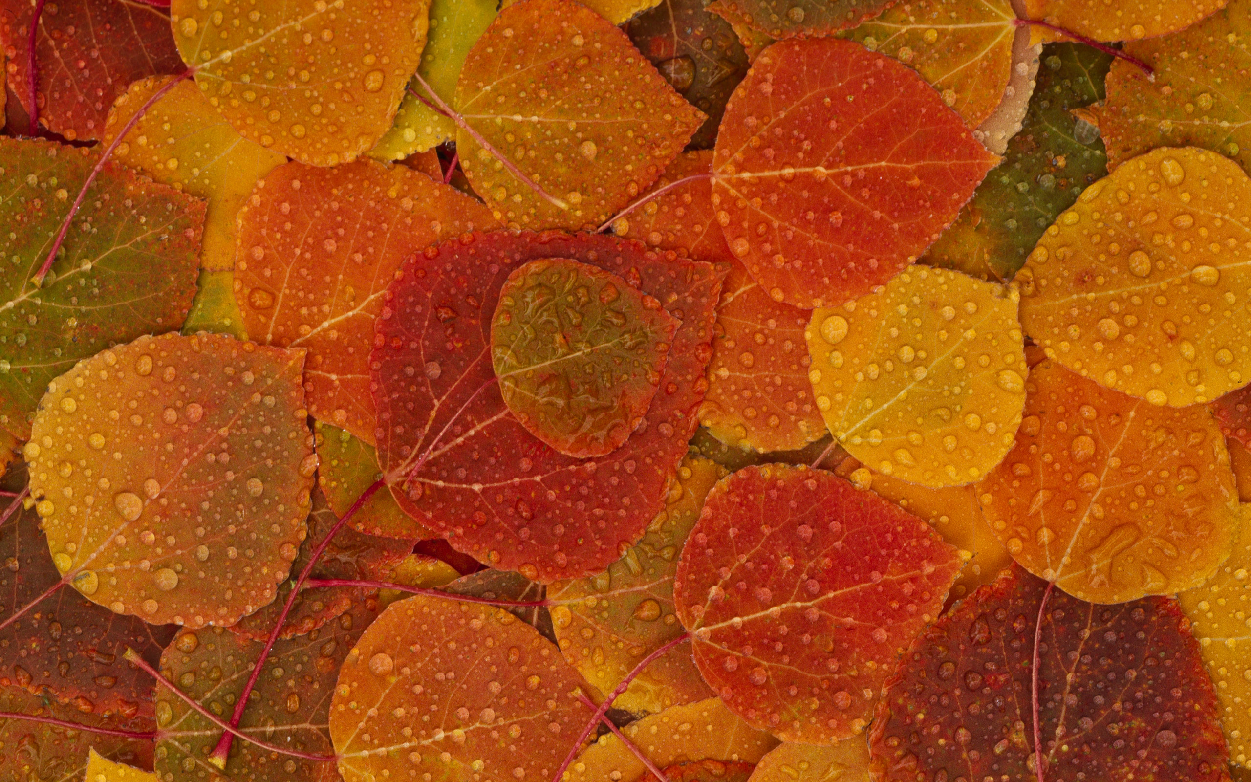 Fall Leaves Background - HD Wallpaper 
