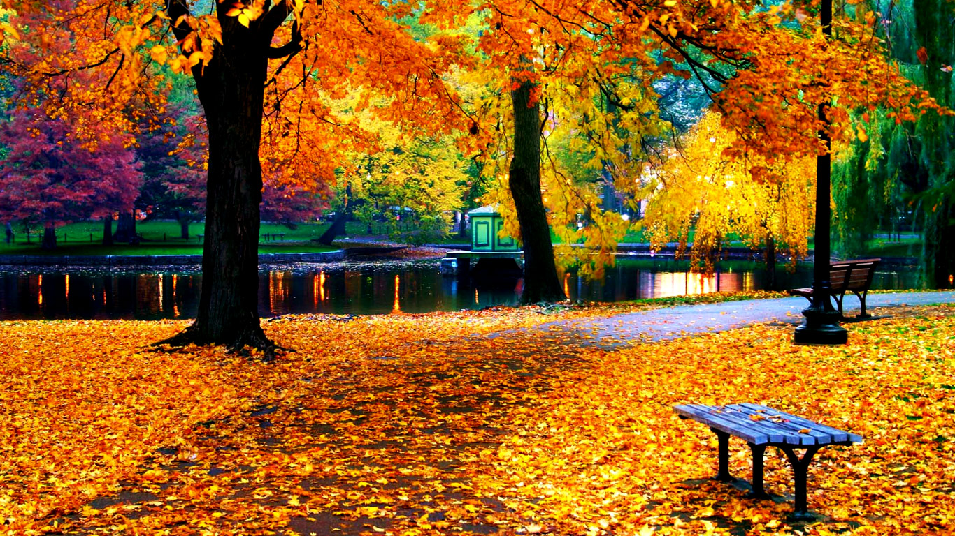 Best Autumn Leaves Wallpapers In High Quality, Marcelina - HD Wallpaper 