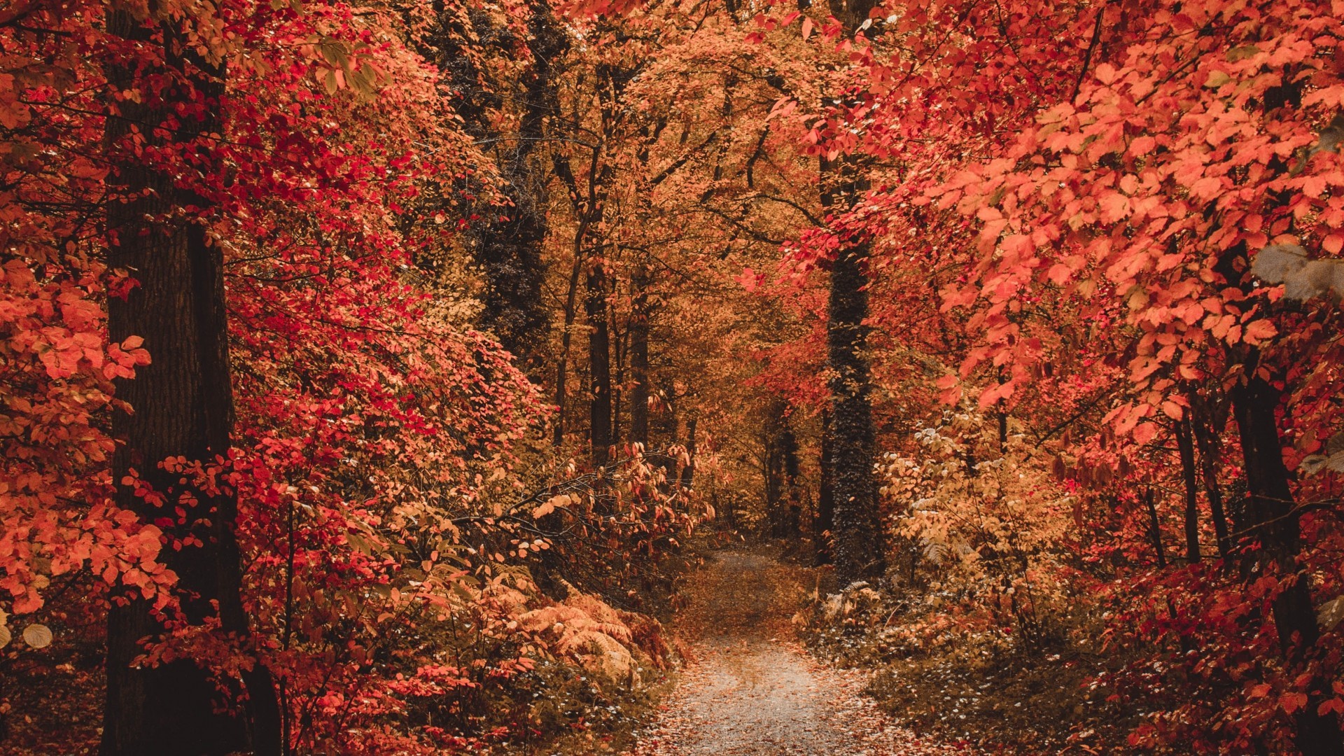 Forest, Colorful Leaves, Fall, Path, Autumn - Autumn Forest - HD Wallpaper 