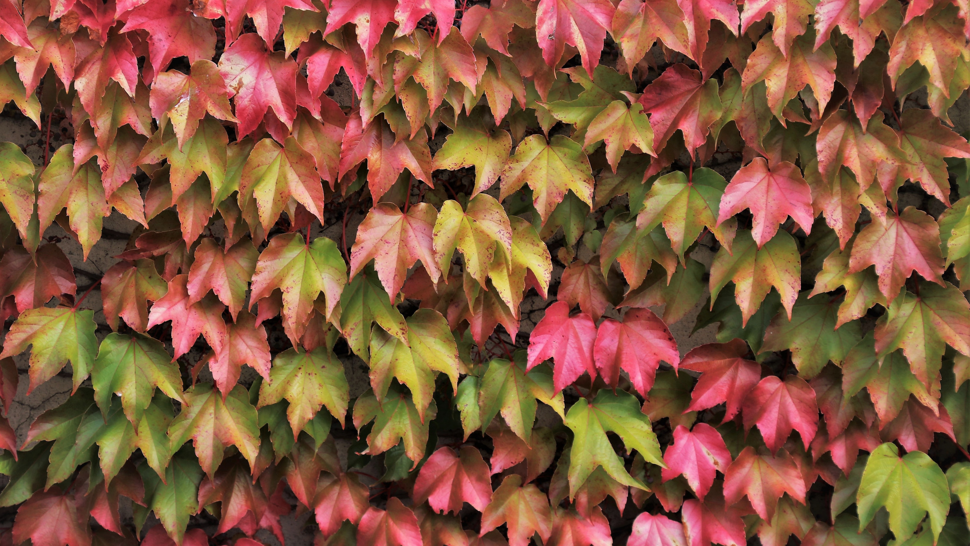 Iphone 8 Wallpaper Leaves Fall - HD Wallpaper 
