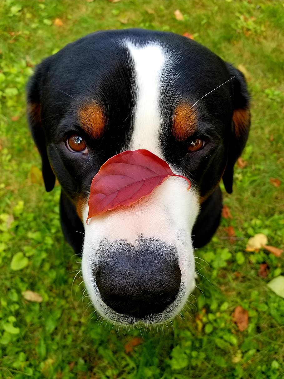 Dog, Leaf, Nose, Red Leaf, Close Up, Cute, Animals, If You Watch My