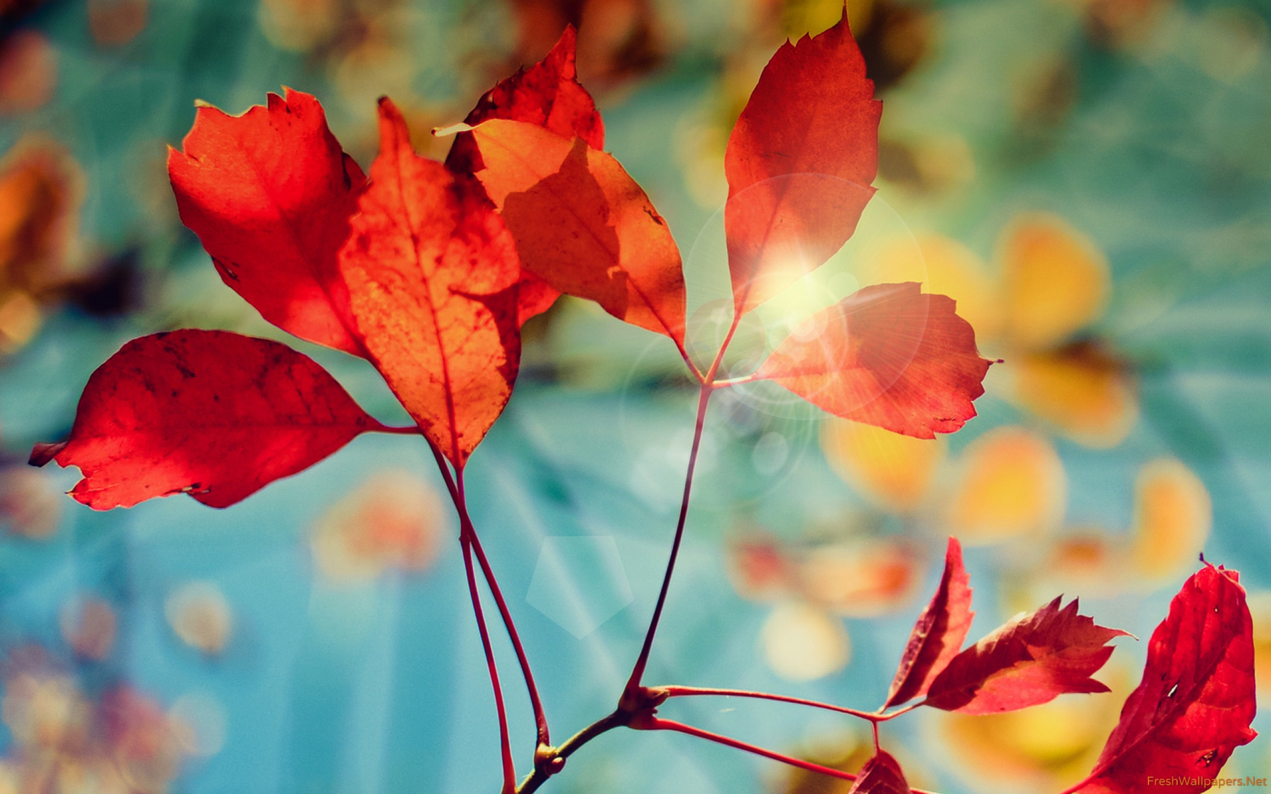 Autumn Wallpaper 1920x1080 - HD Wallpaper 