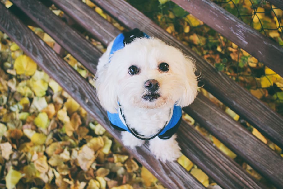 Maltese Dog, Animal, Foliage, Leaf, Cute, Autumn, White, - Types Of Dogs Breed That Dont Shed - HD Wallpaper 