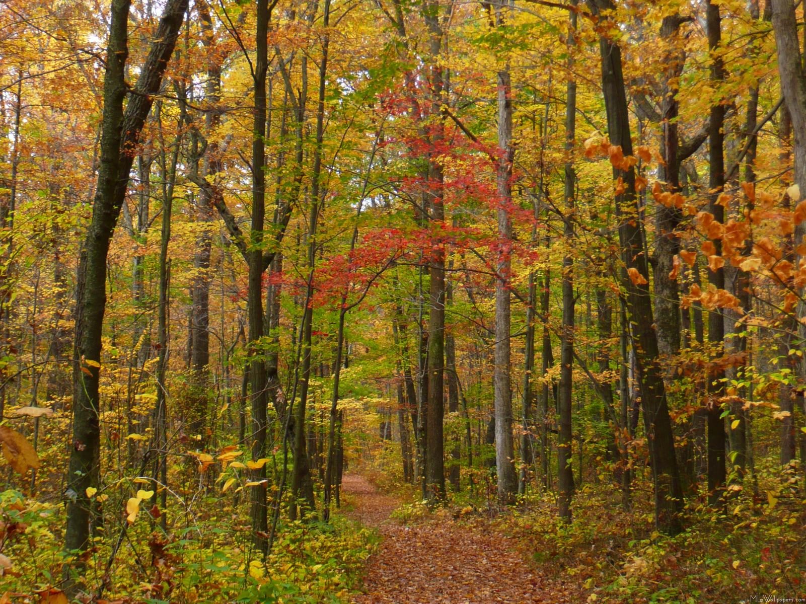 Laurel Hill Trail In Fall - Old-growth Forest - HD Wallpaper 