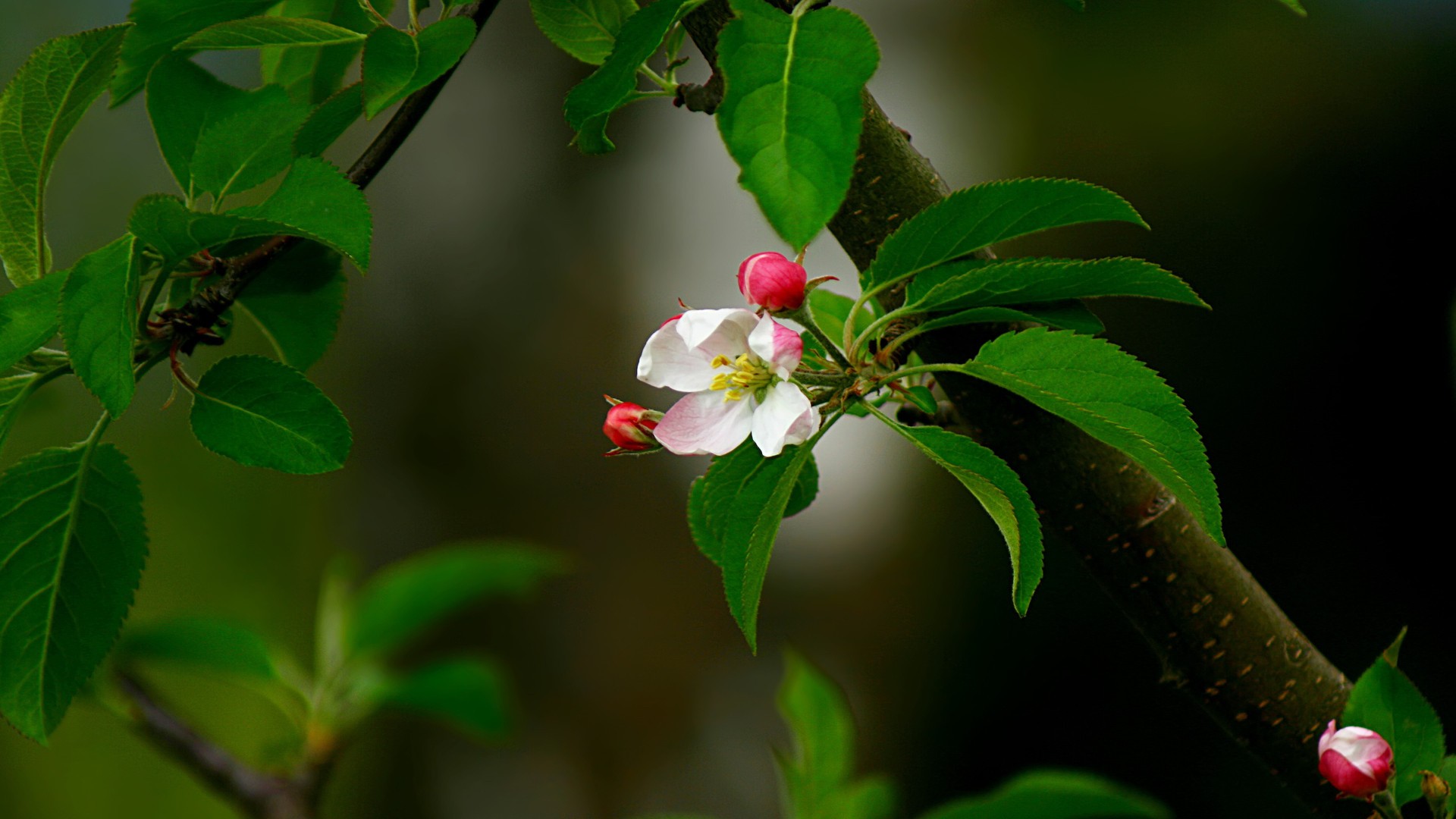 Apple Leaf And Flower - HD Wallpaper 