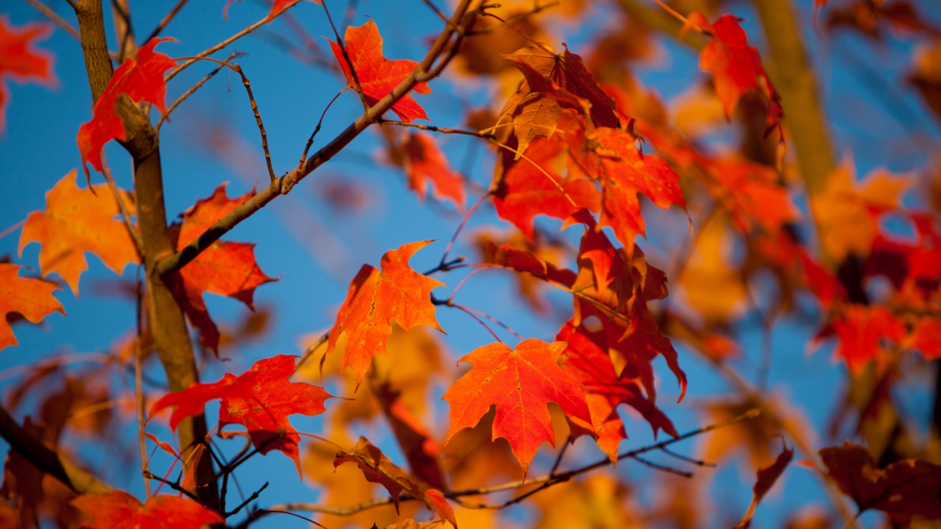 Wallpaper Autumn, Leaves, Maple, Branches, Blur - Autumn Leaves Iphone Wallpaper Hd - HD Wallpaper 