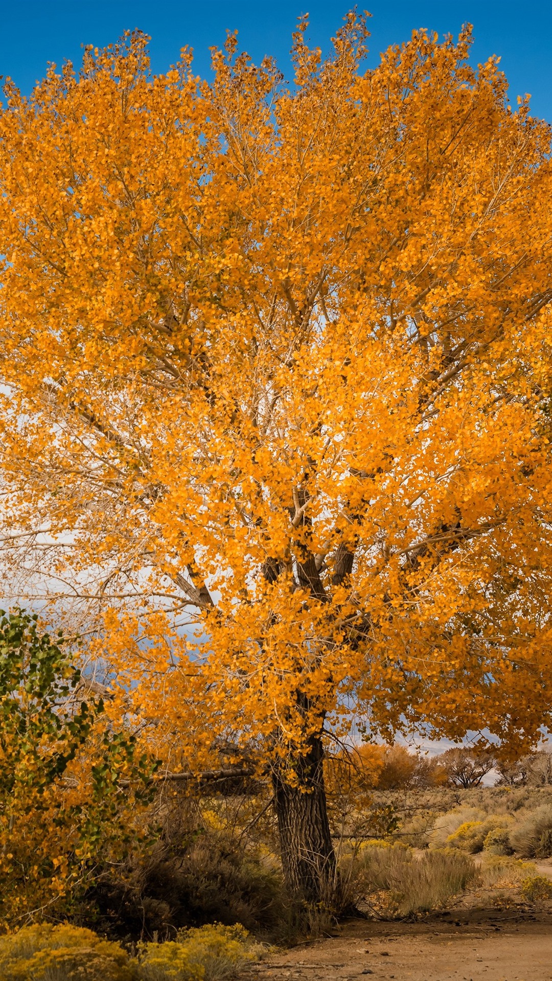 Iphone Wallpaper Tree, Yellow Leaves, Autumn, Nature - Iphone Autumn Nature - HD Wallpaper 