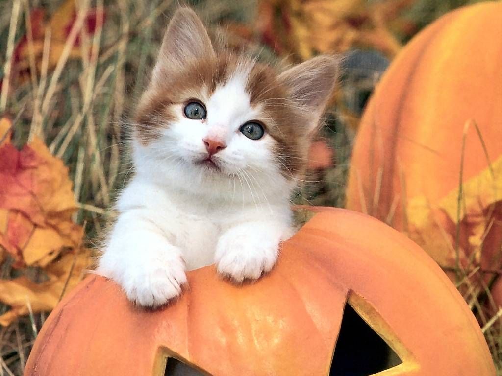 Cute Autumn Kitty 🍂 - Cat Cute Halloween - HD Wallpaper 