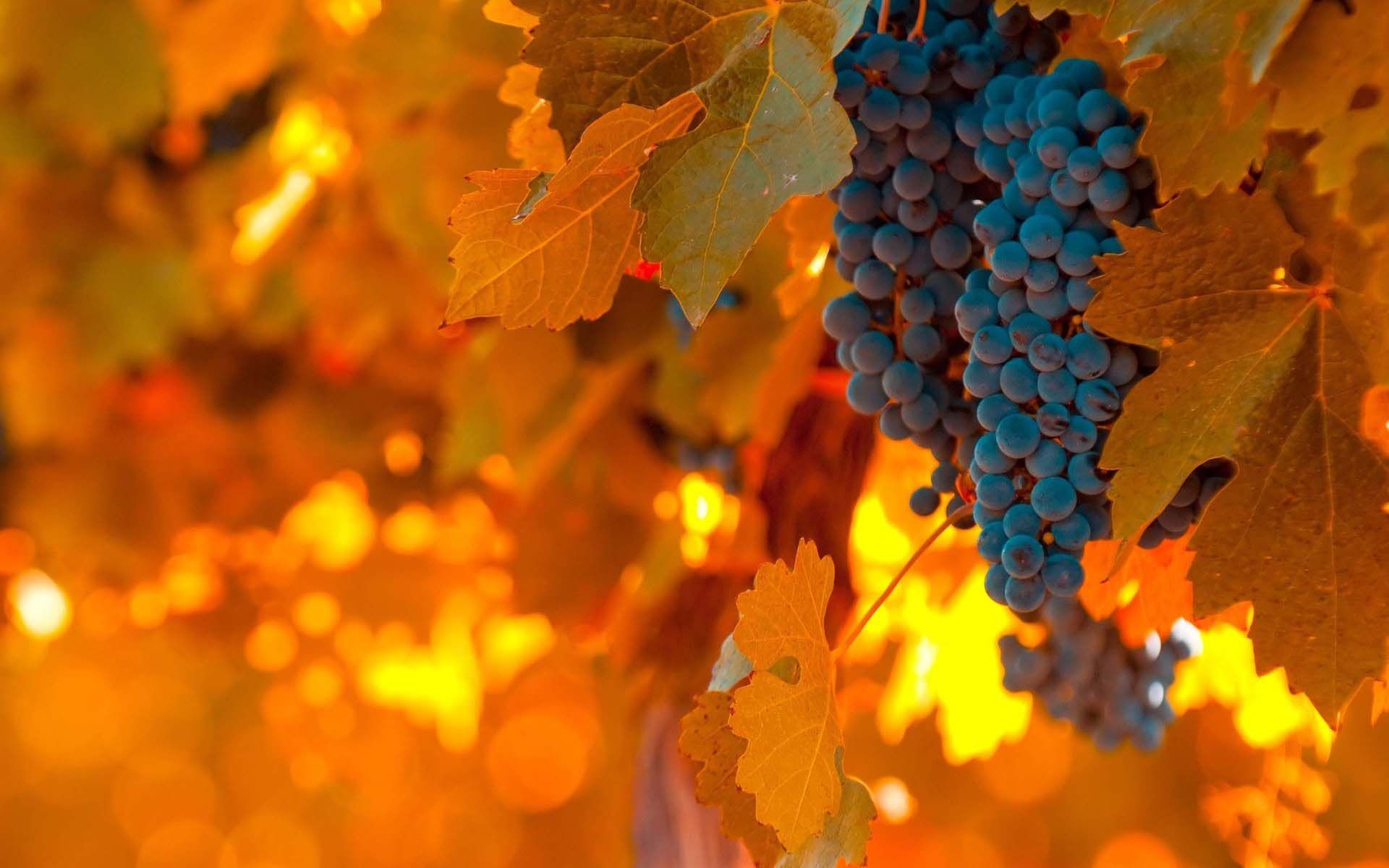 Vineyard Grapes Leaves Autumn Nature Wallpaper Wallpaper - South America In The Fall - HD Wallpaper 