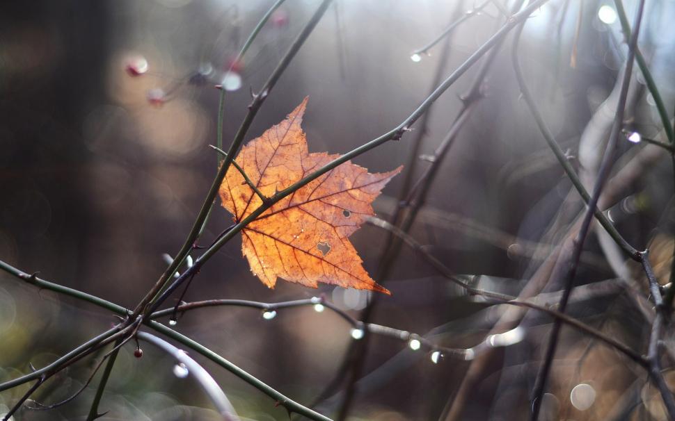 Leaf Autumn Water Drops Hd Wallpaper,nature Hd Wallpaper,water - Wallpaper - HD Wallpaper 