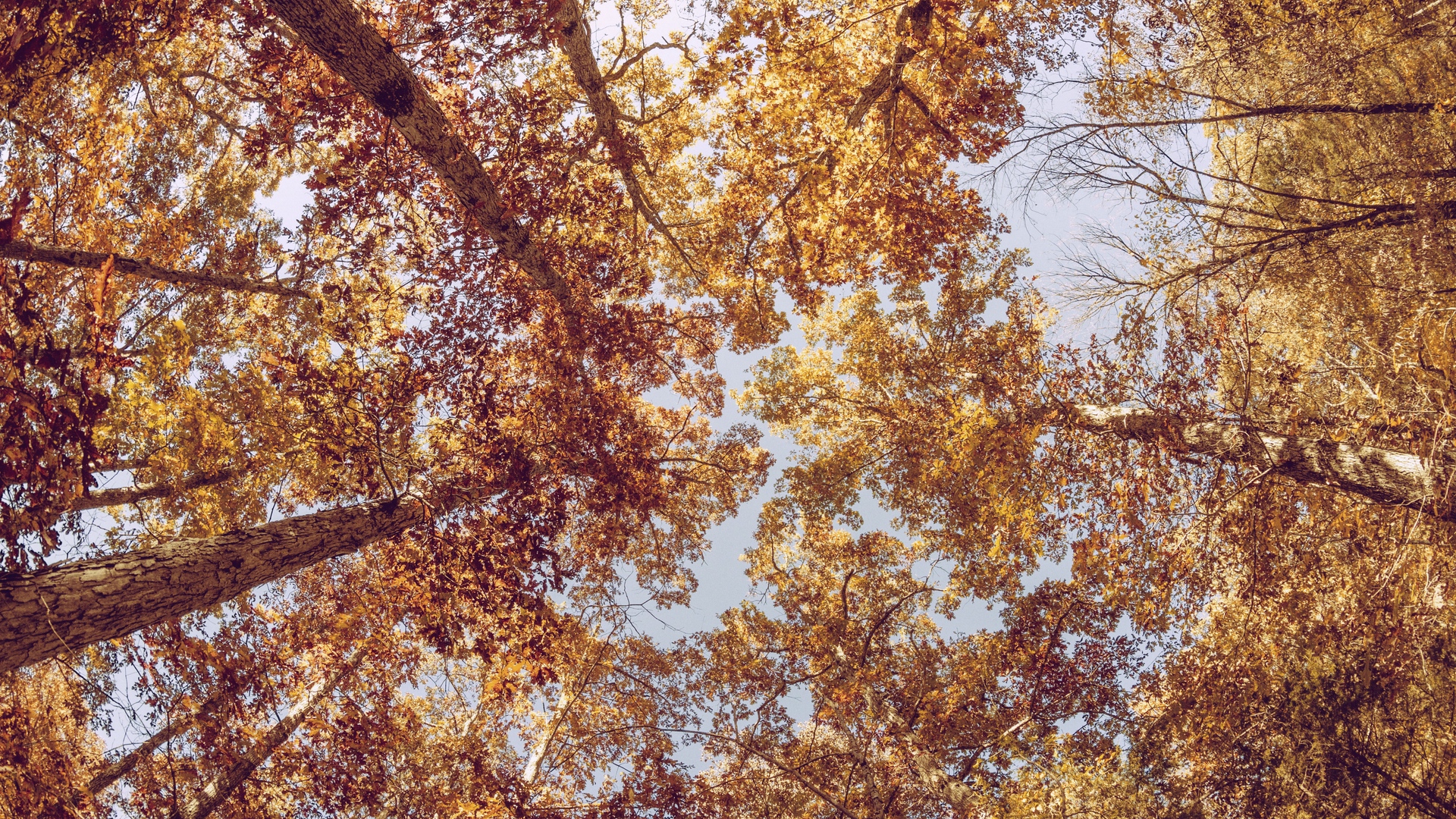 Wallpaper Trees, View From Below, Autumn - Autumn Photography - HD Wallpaper 
