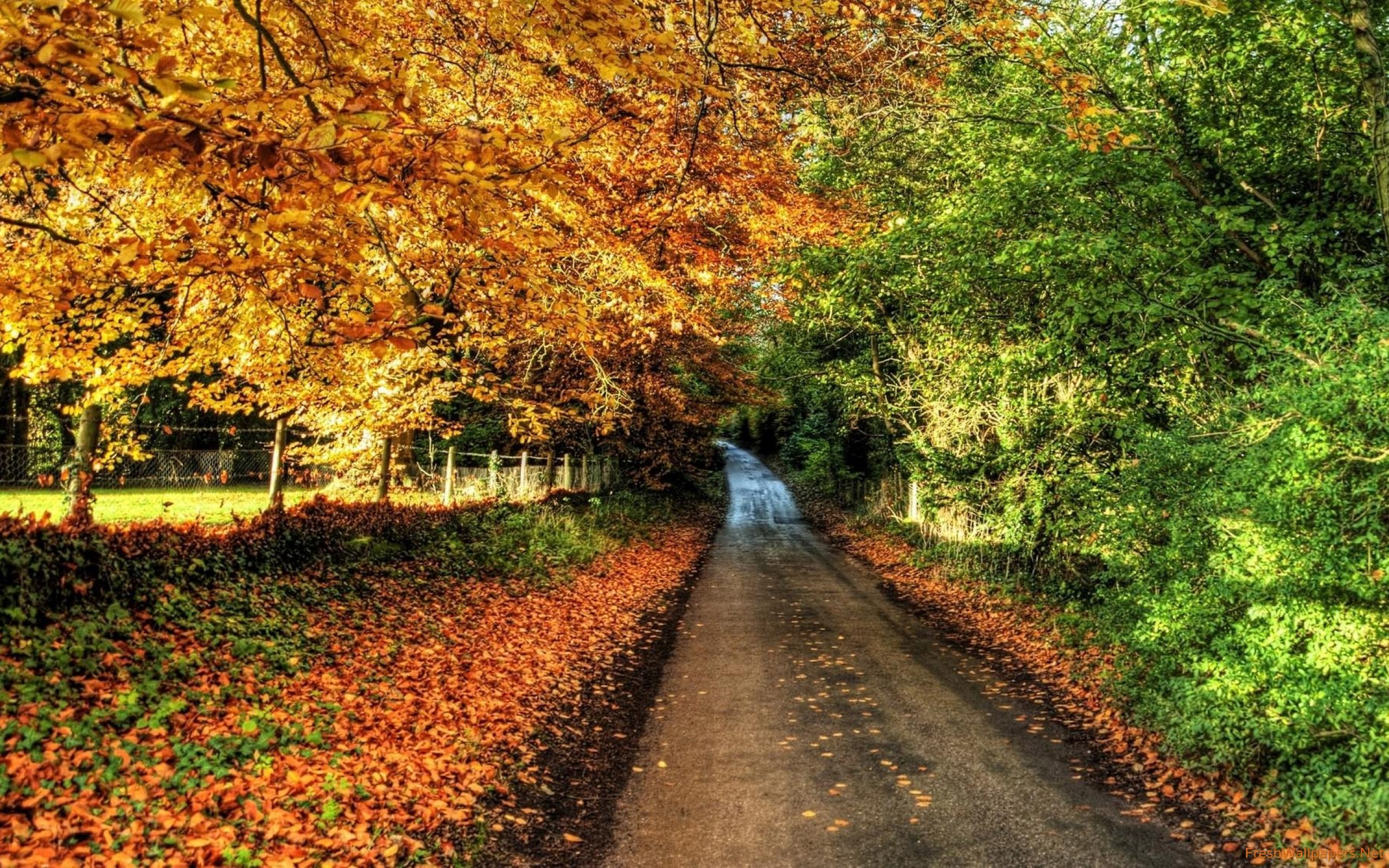 Autumn Nature Wallpaper - HD Wallpaper 