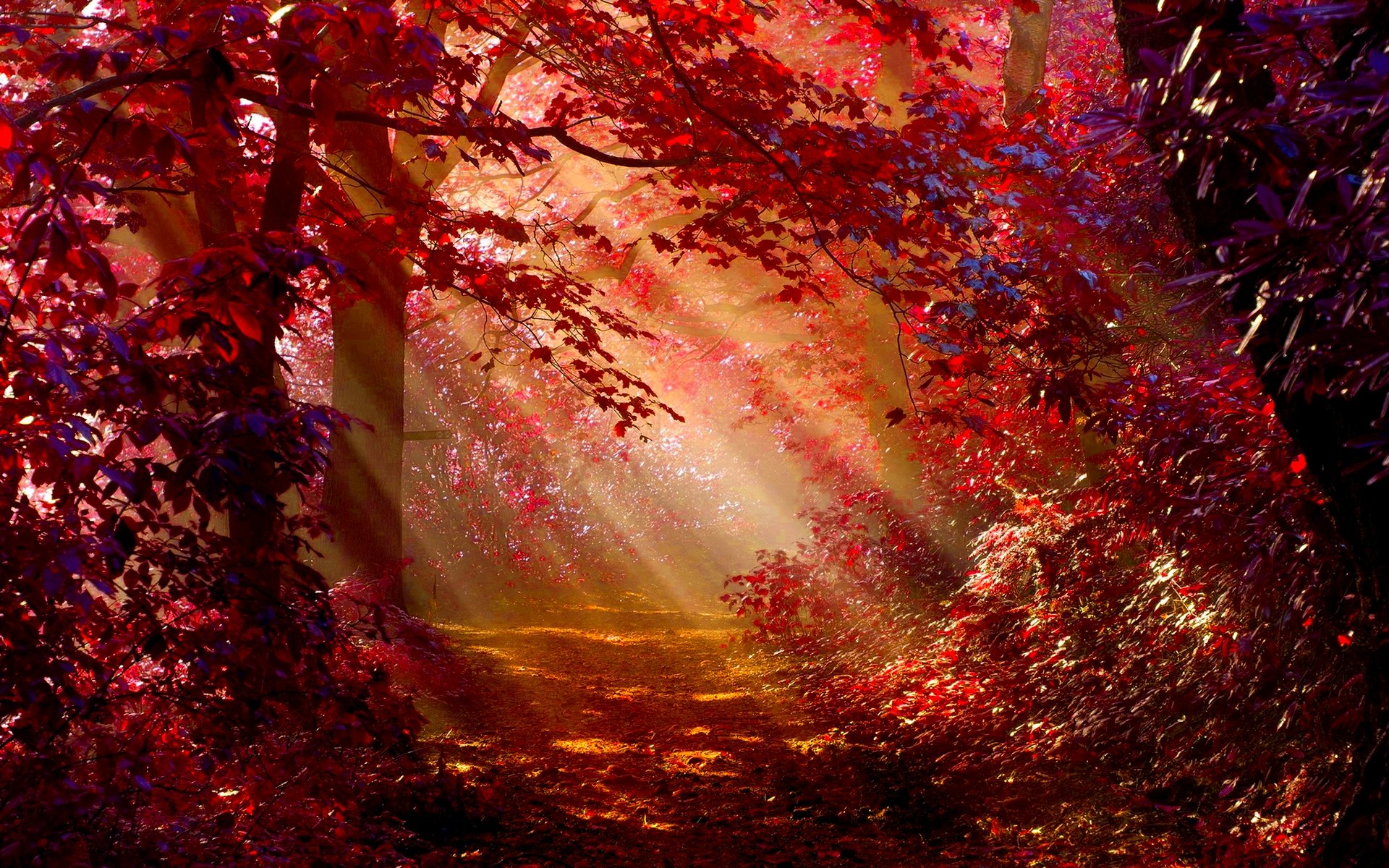 Autumn Forest Hd - HD Wallpaper 