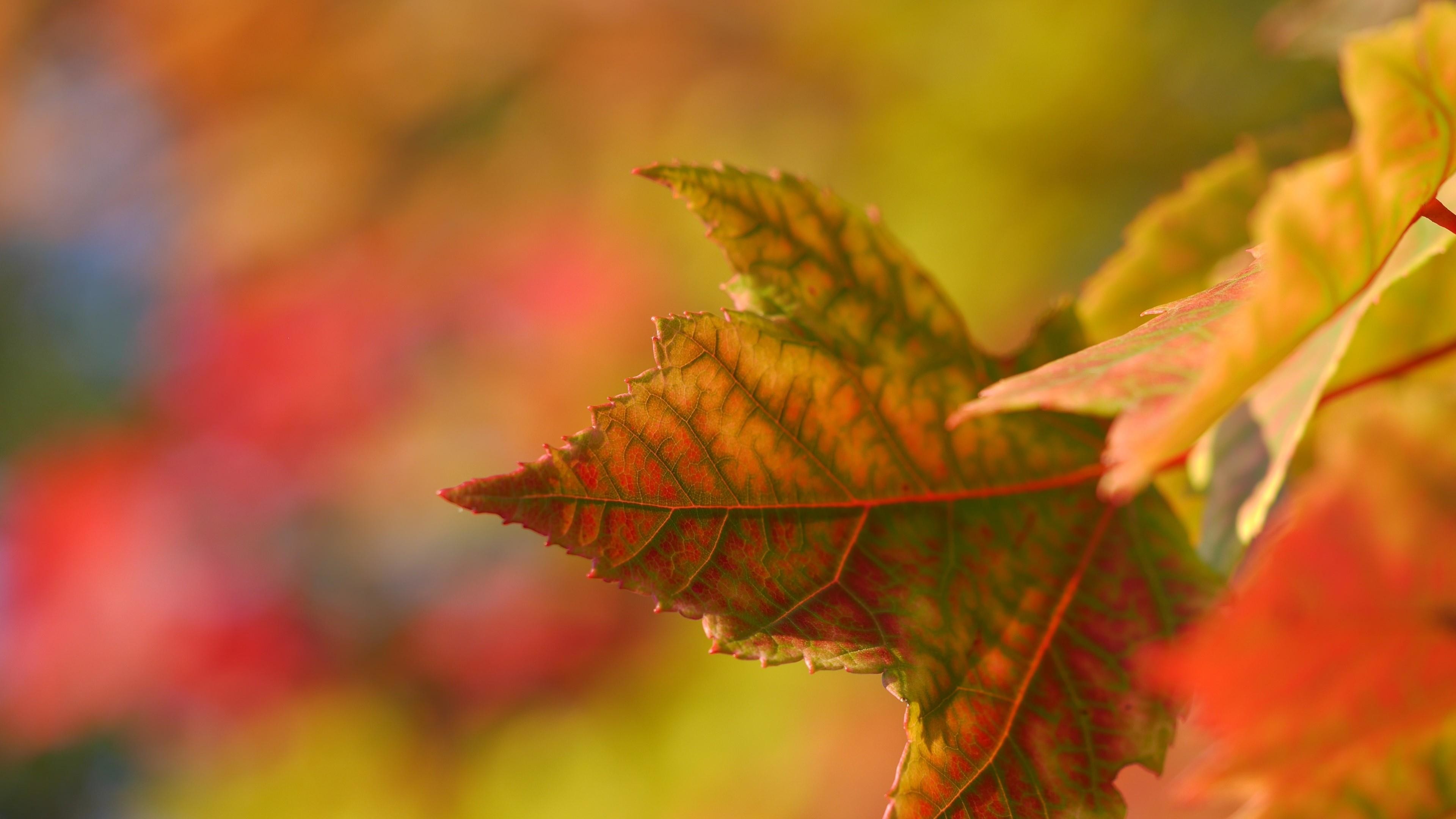 3840x2160, Autumn Leaf Wallpaper - Season Photography - HD Wallpaper 