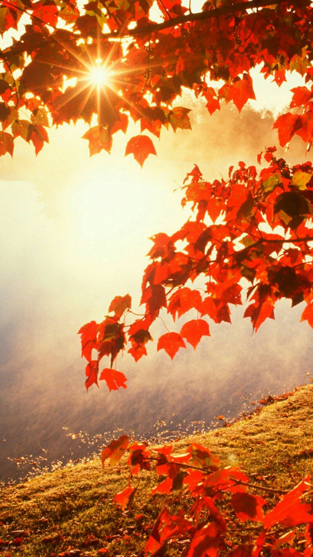 Autumn Background For Android - HD Wallpaper 