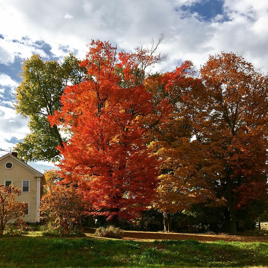 Trees, Nature, Season, Fall, Autumn, Yellow, Orange, - Maple - HD Wallpaper 