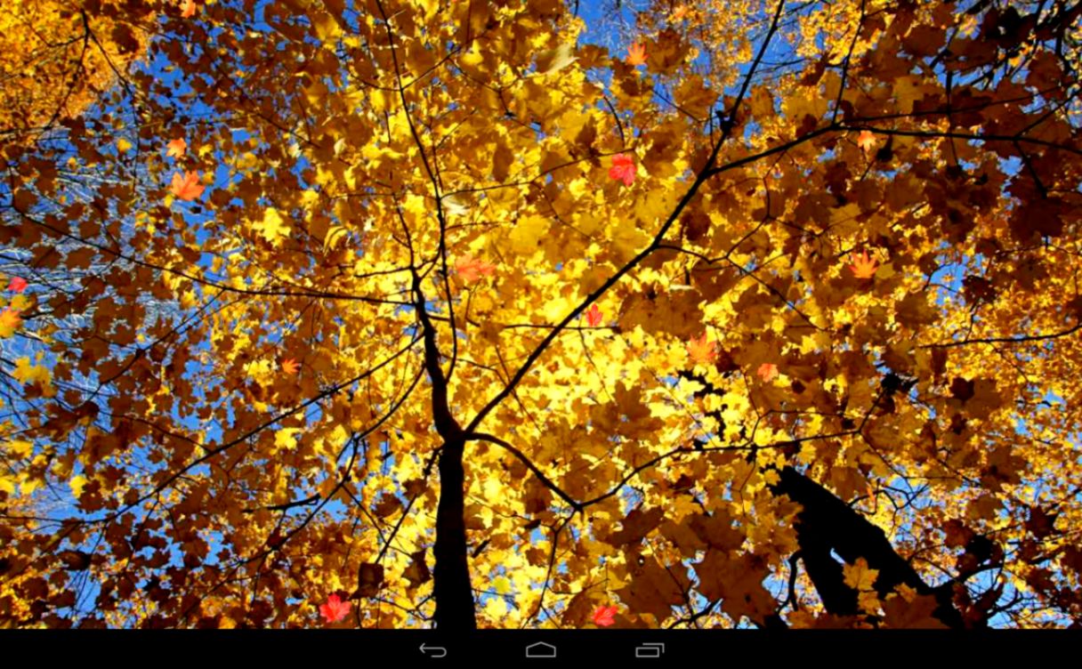 Autumn Wallpaper Android Apps On Google Play - צילום של עצים מלמטה - HD Wallpaper 