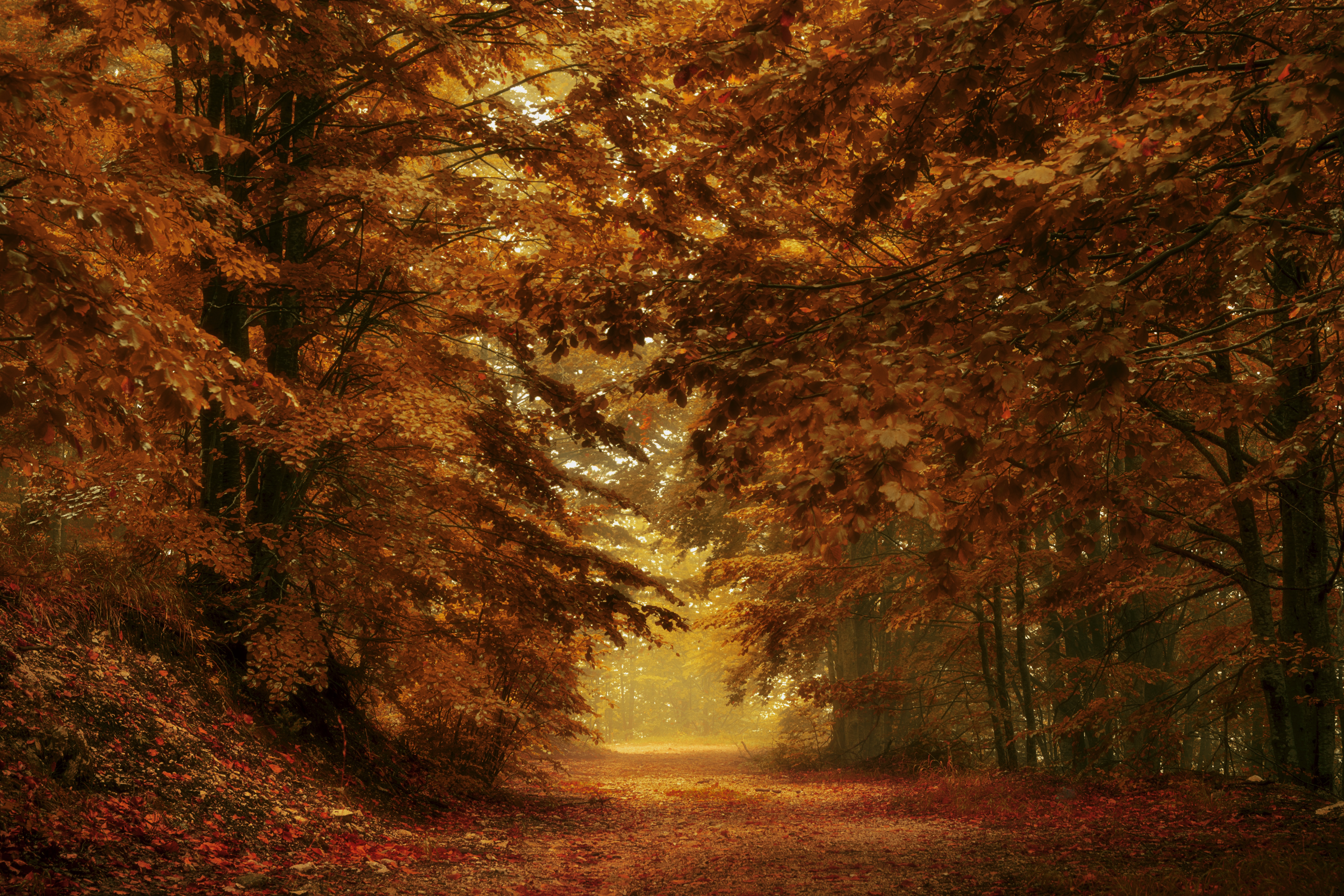 Brown Fall Trees - HD Wallpaper 