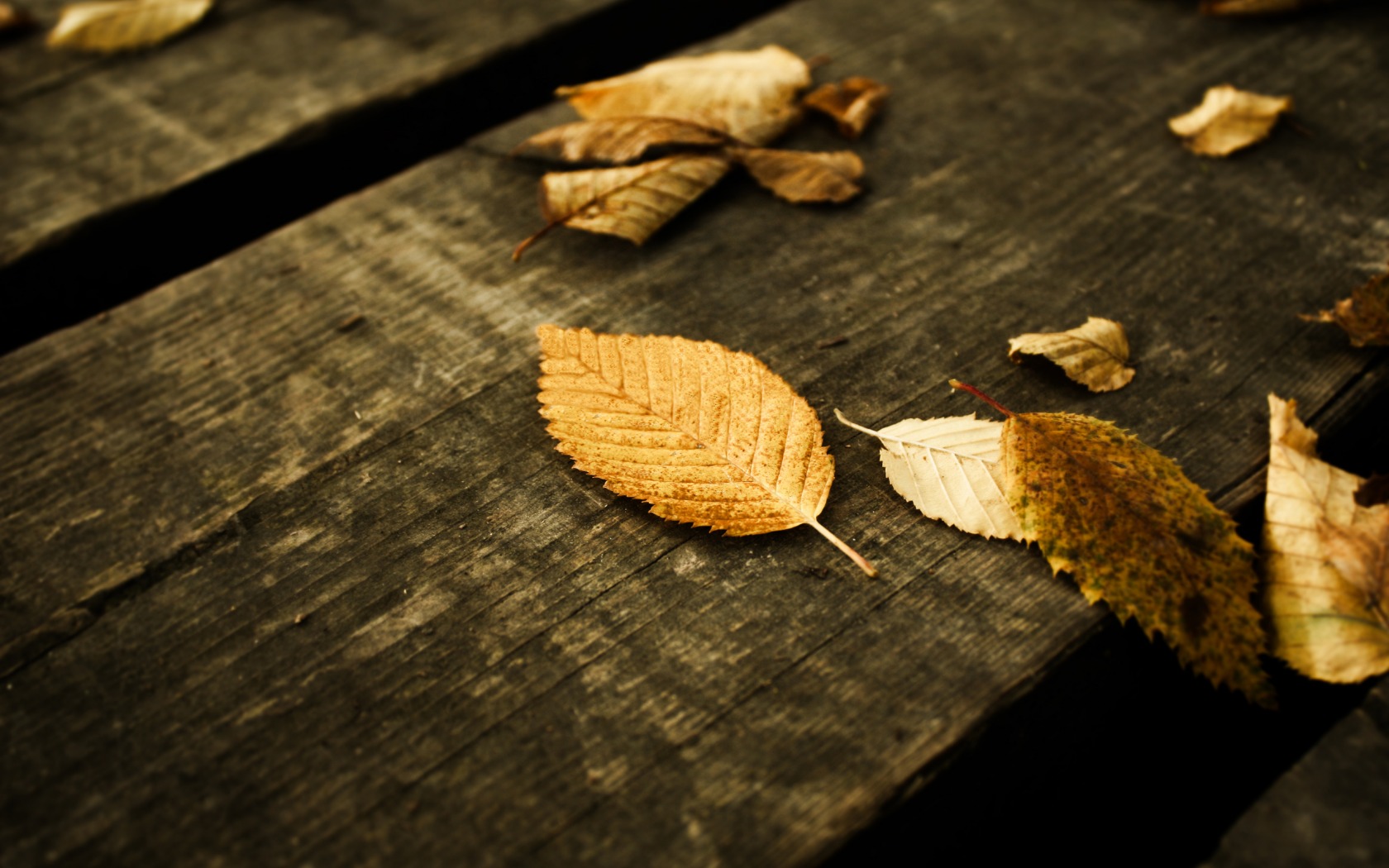 Leaves On A Bench - HD Wallpaper 
