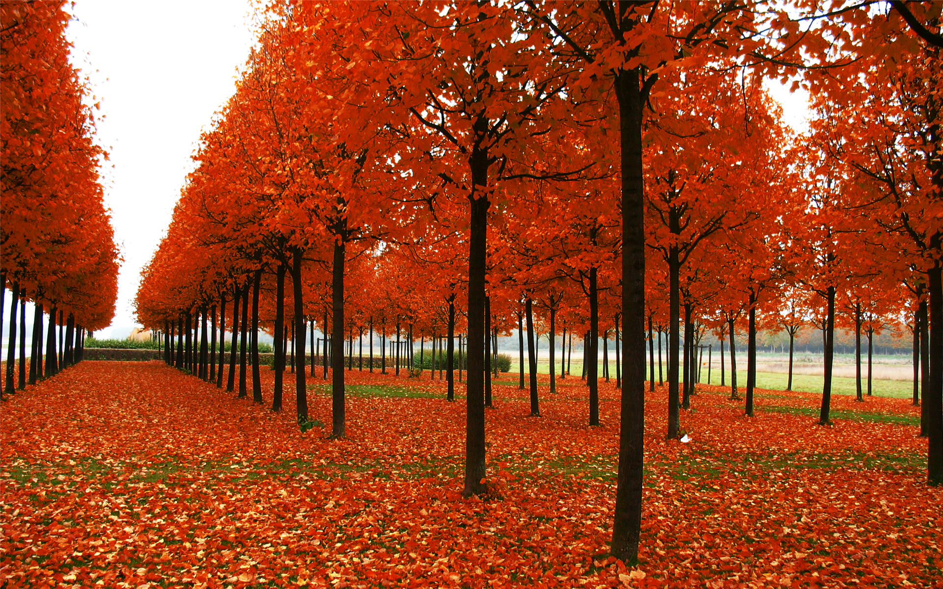 Seasons Tree Autumn Fall Season - HD Wallpaper 