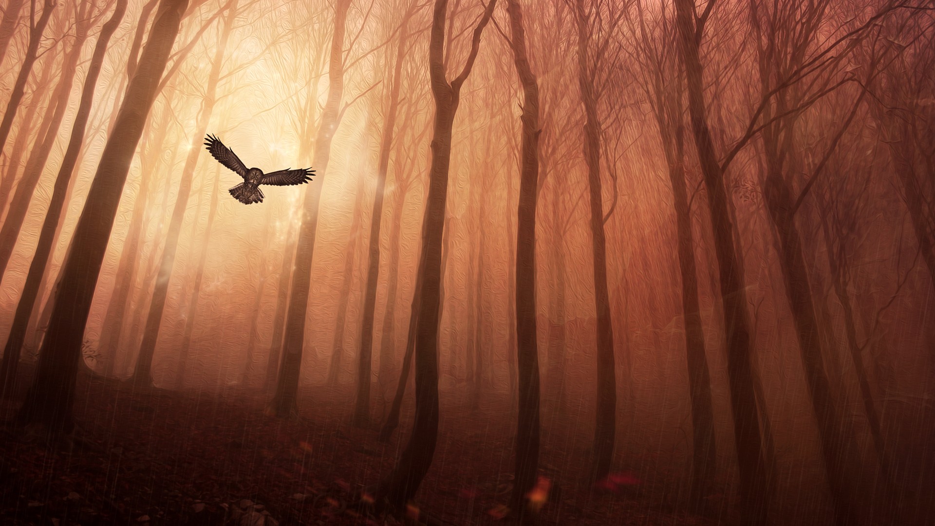 Wallpaper - Owl Flying In The Forest - HD Wallpaper 