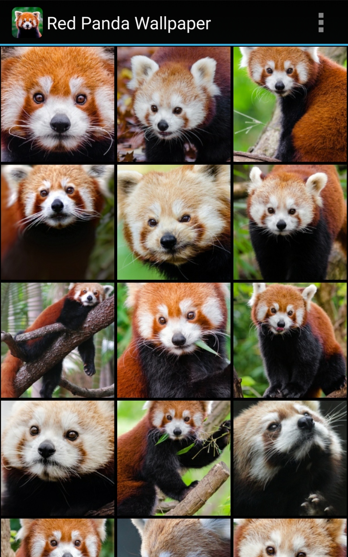 Red Panda - HD Wallpaper 