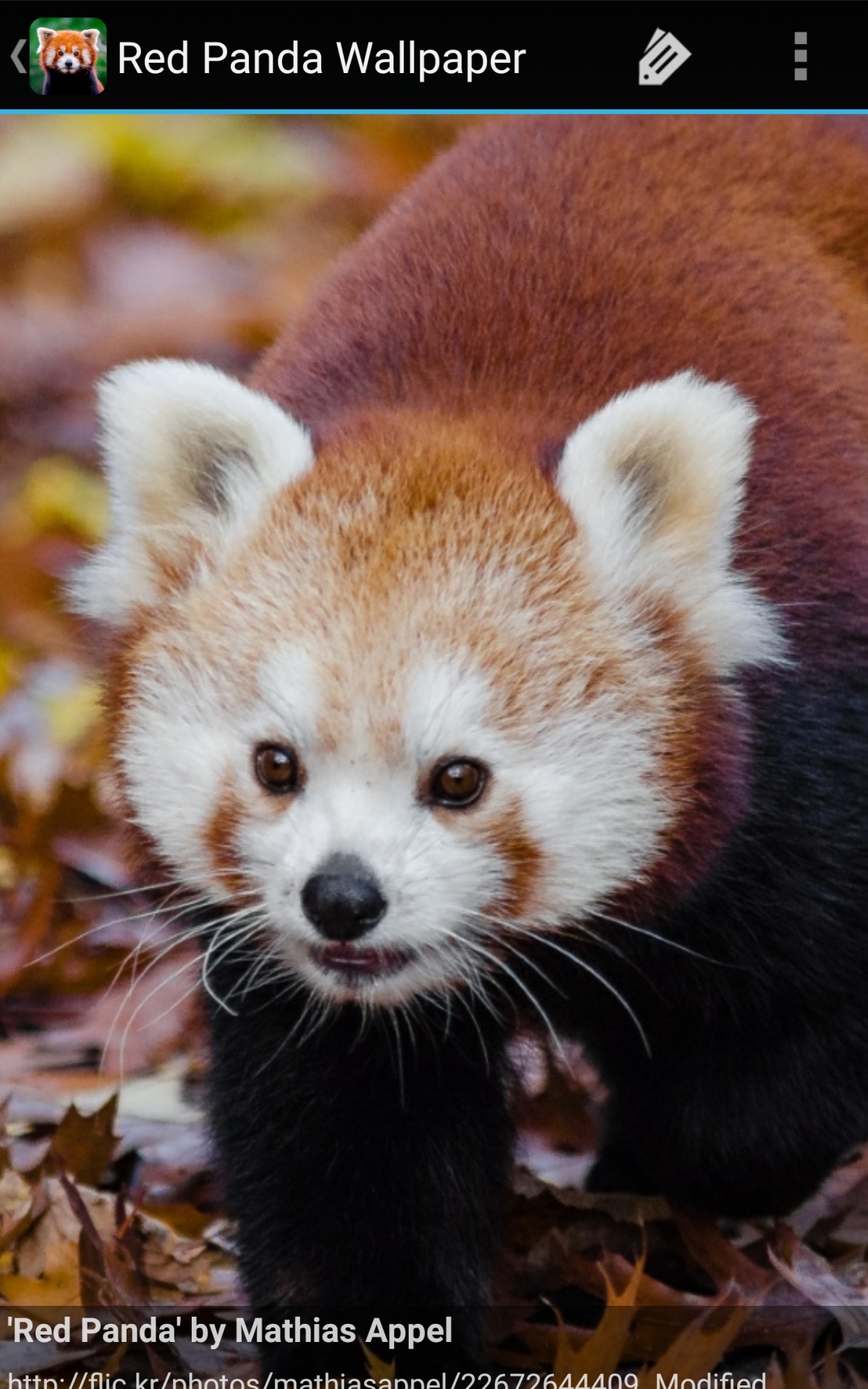 Red Panda - HD Wallpaper 