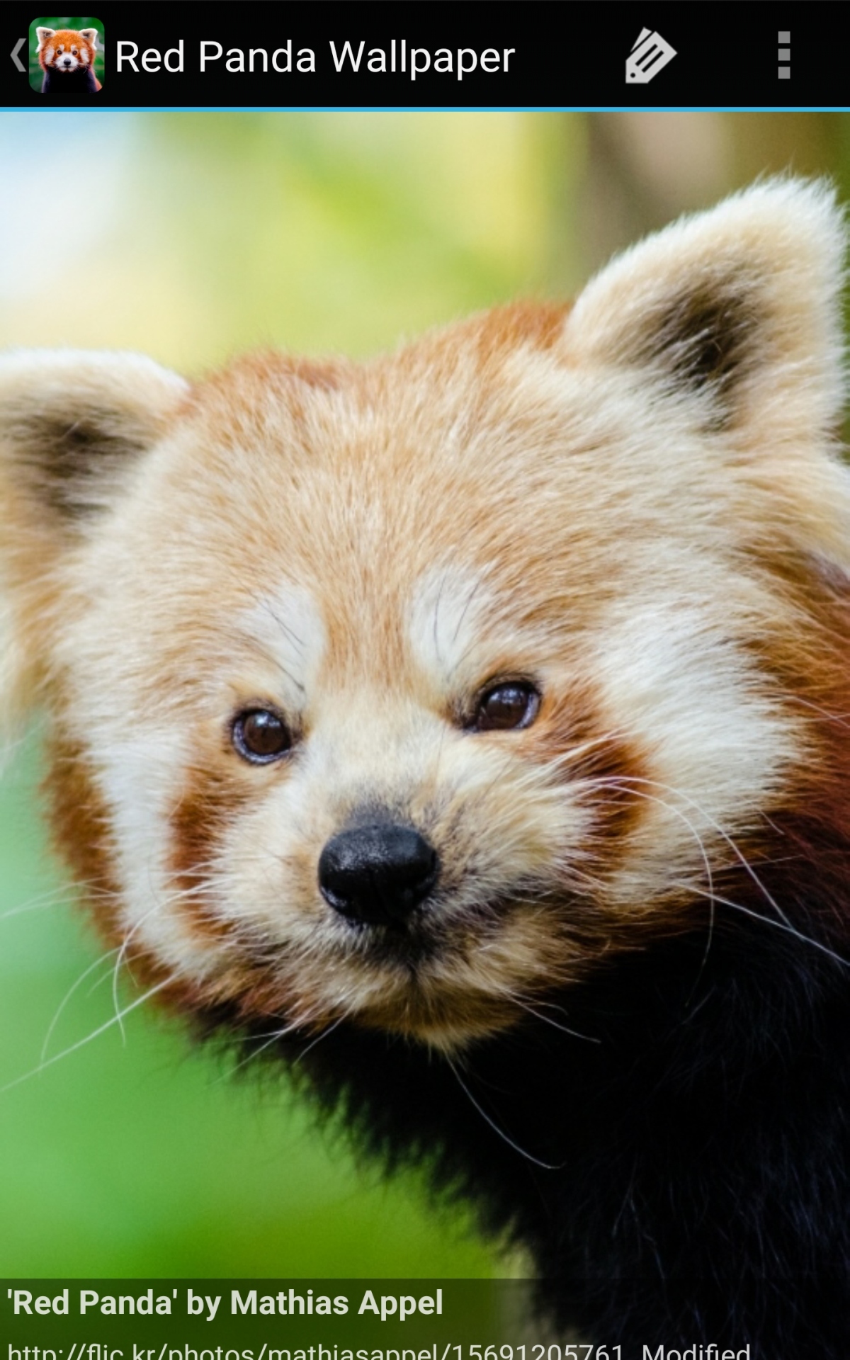 Red Panda - HD Wallpaper 