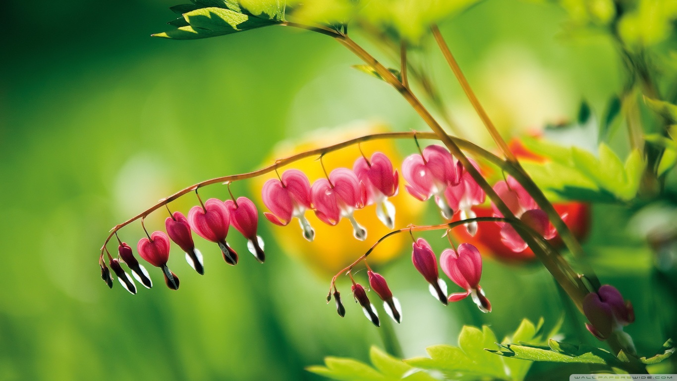 Hd Widescreen Flower Wallpapers Bleeding Heart Flowers - High Definition - HD Wallpaper 